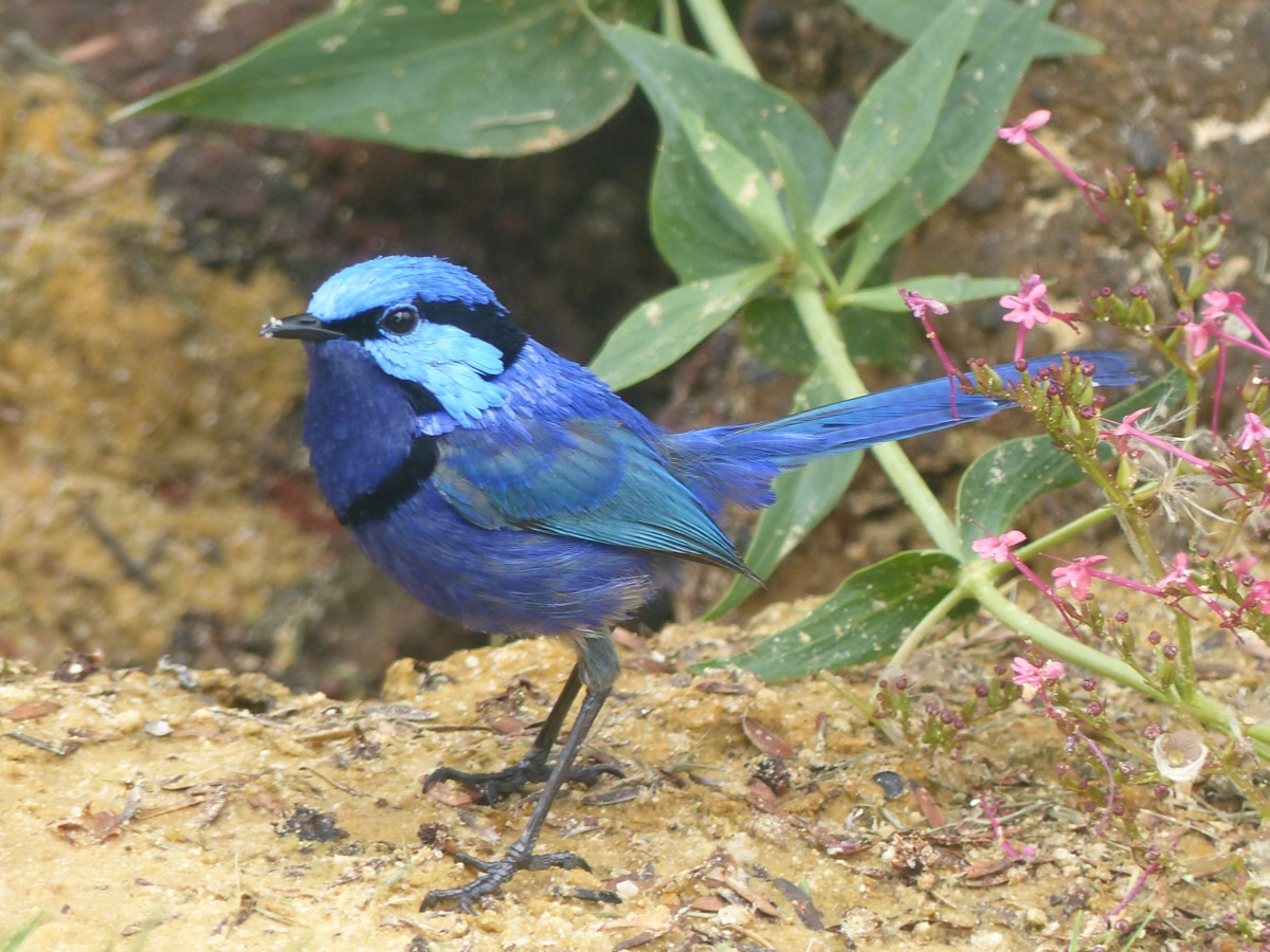 Splendid Wren
