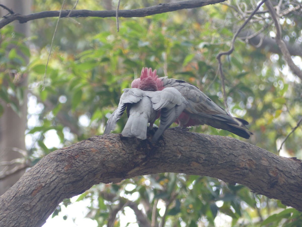 Galahs WA