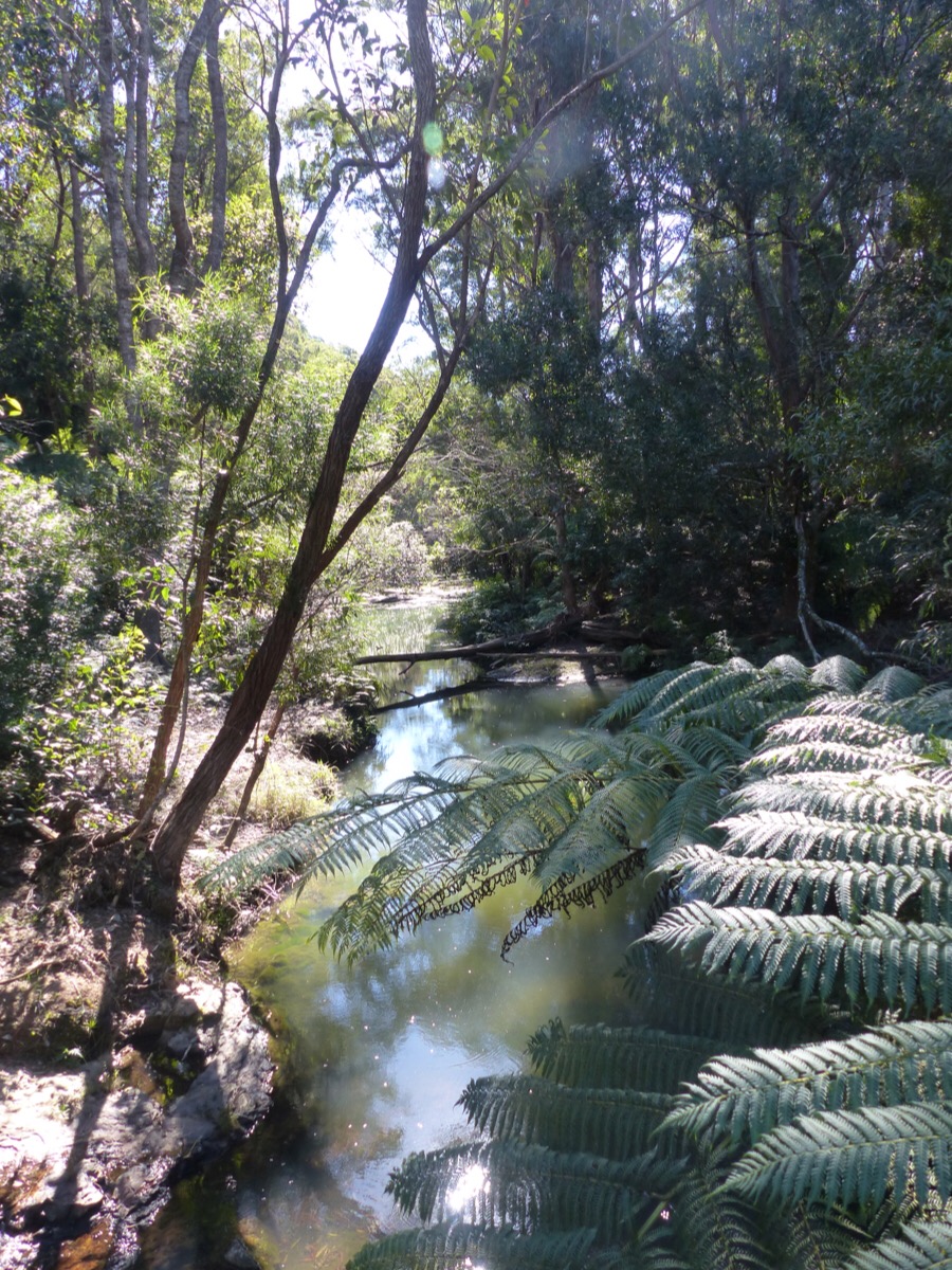 Springbrook